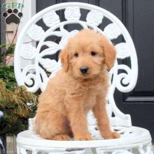 Cheap mini labradoodle puppies best sale for sale