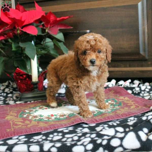 Riley, Miniature Poodle Puppy