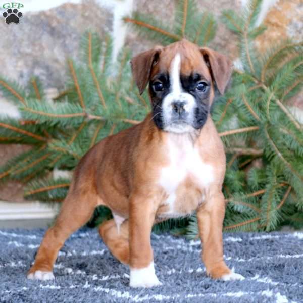 Rosco, Boxer Puppy