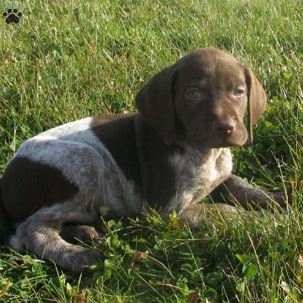 Roscoe, German Shorthaired Pointer Puppy