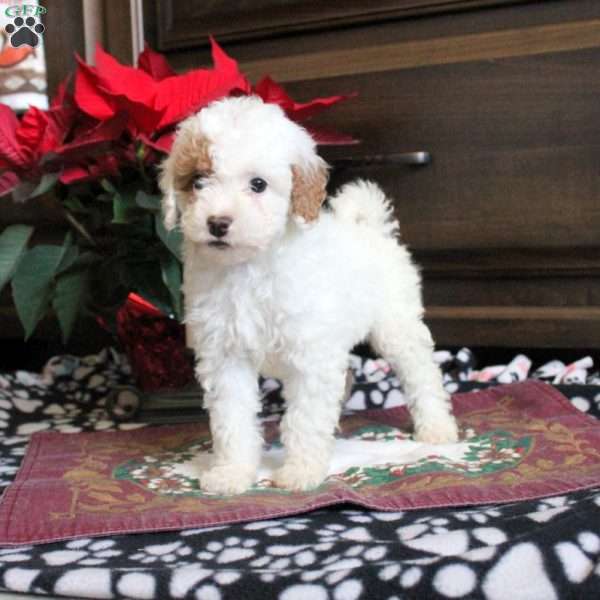 Rose, Miniature Poodle Puppy