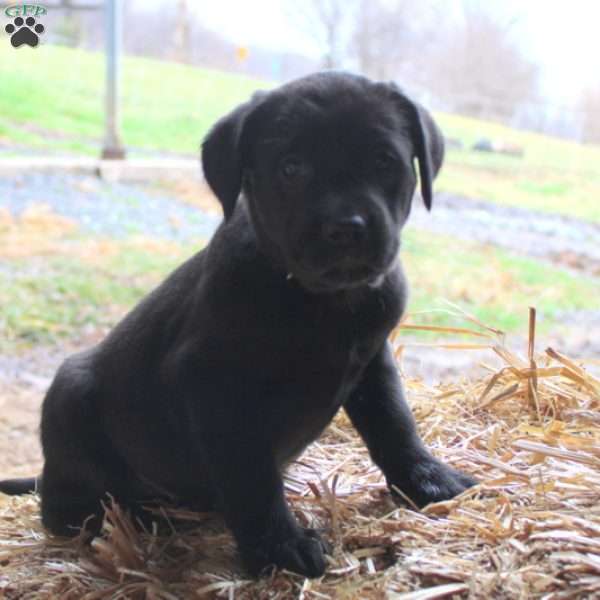 Rosie, Golden Labrador Puppy