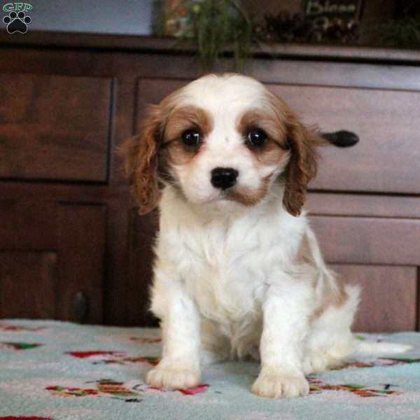 Rosie, Cavalier King Charles Spaniel Puppy