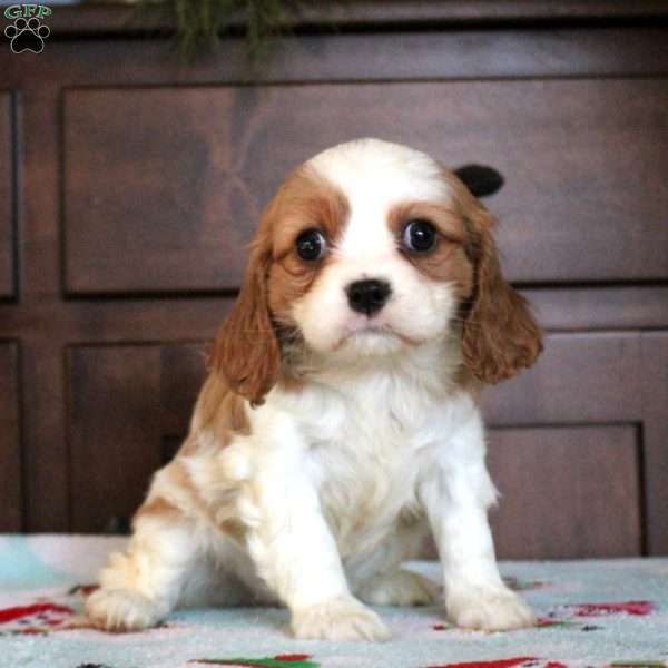 Ruby, Cavalier King Charles Spaniel Puppy
