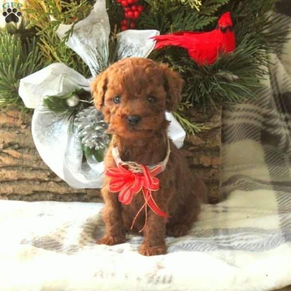 Rusty, Miniature Poodle Puppy