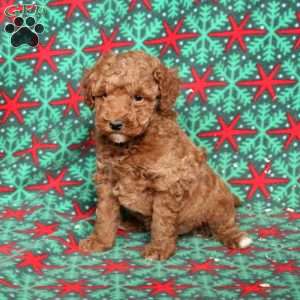 Standard, Toy & Mini: Goldendoodle Difference - Premier Pups - Premier Pups