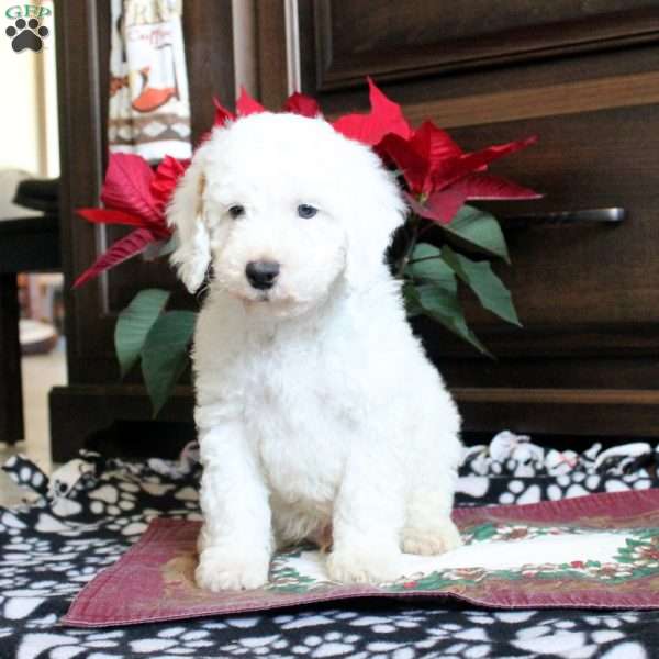 Ryder, Miniature Poodle Puppy