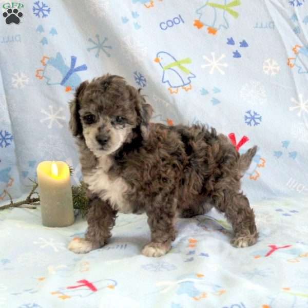 Sabrina, Miniature Poodle Puppy