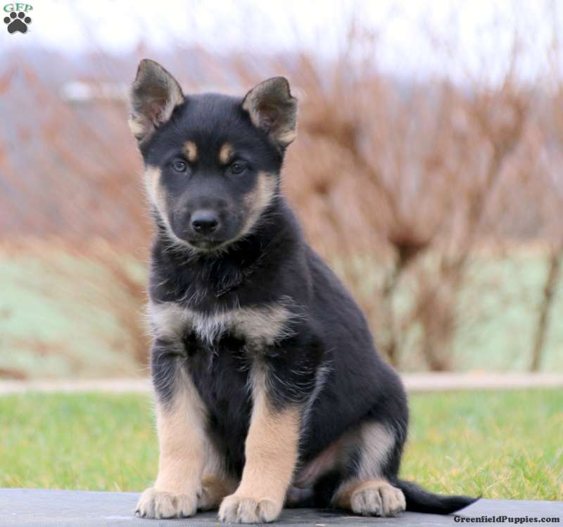 Sage - German Shepherd Mix Puppy For Sale in Pennsylvania