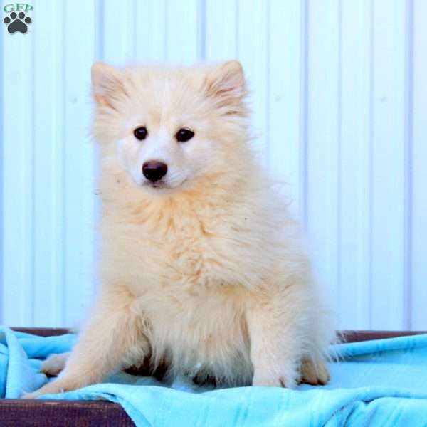 Salem, Pomsky Puppy