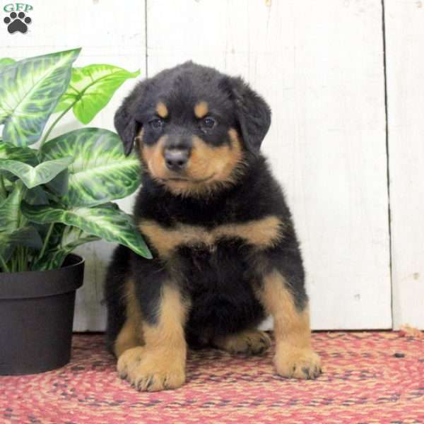 Samson, Rottweiler Puppy