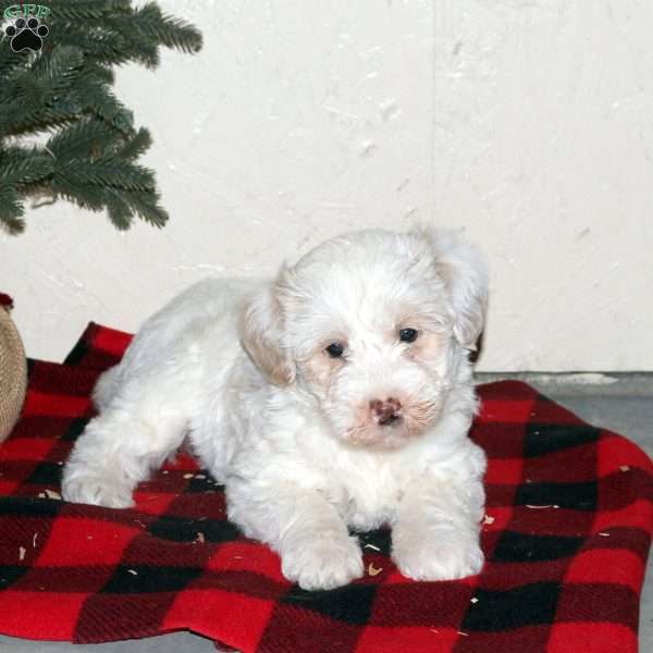 Sandy, Mini Labradoodle Puppy