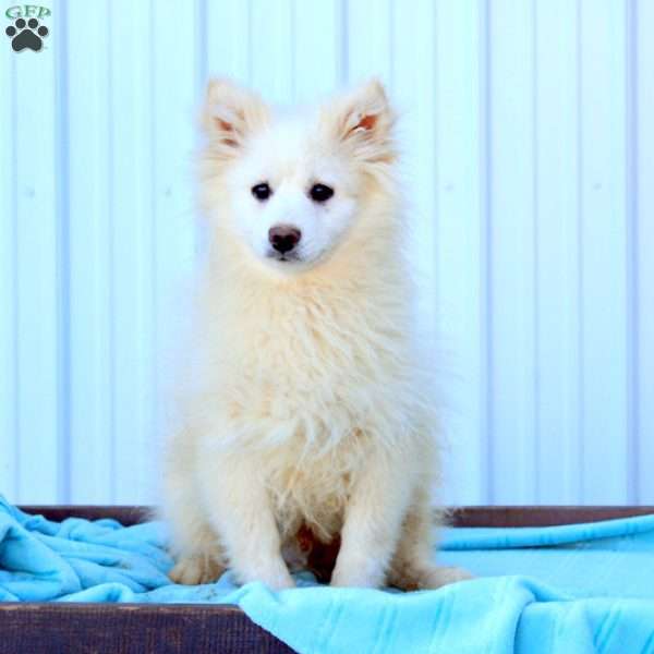 Sawyer, Pomsky Puppy