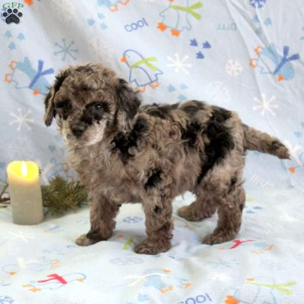 Saylor, Miniature Poodle Puppy
