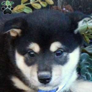 Scotty, Shiba Inu Puppy