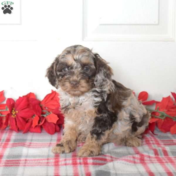 Scout, Cockapoo Puppy