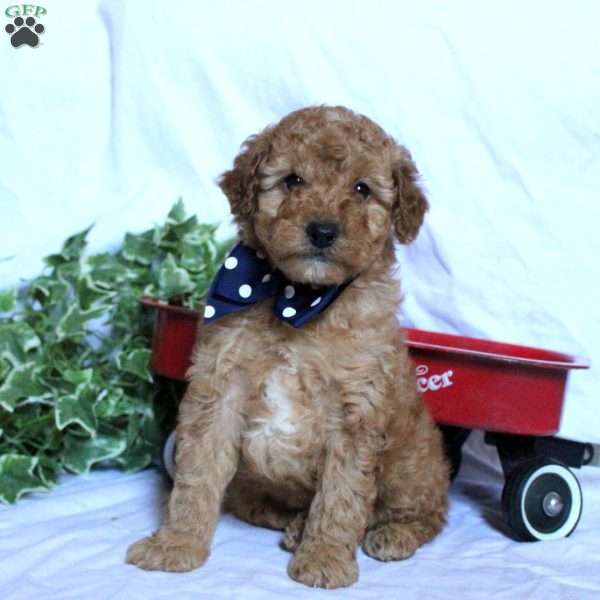 Scout, Toy Poodle Puppy