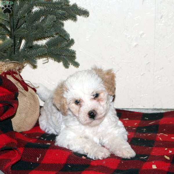 Shawn, Mini Labradoodle Puppy