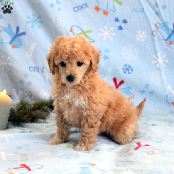 Sheila, Miniature Poodle Puppy