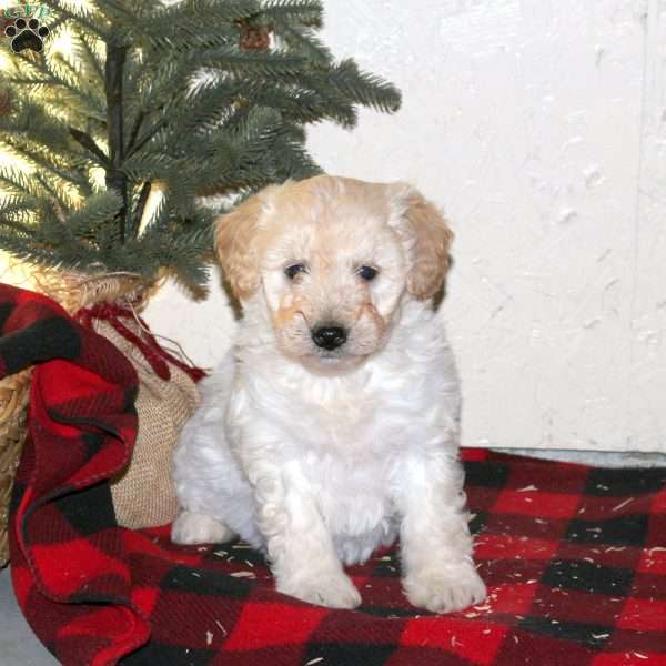 Shelby, Mini Labradoodle Puppy