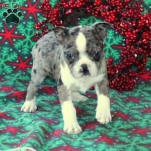 Merle boston on sale terrier for sale