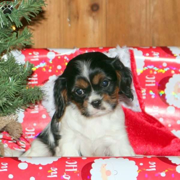 Silly, Cavalier King Charles Spaniel Puppy