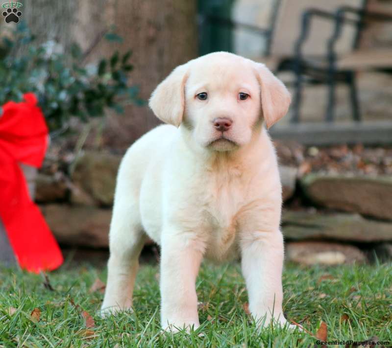 Simba Yellow Labrador Retriever Puppy For Sale in Pennsylvania