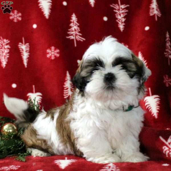 Smores, Shih Tzu Puppy