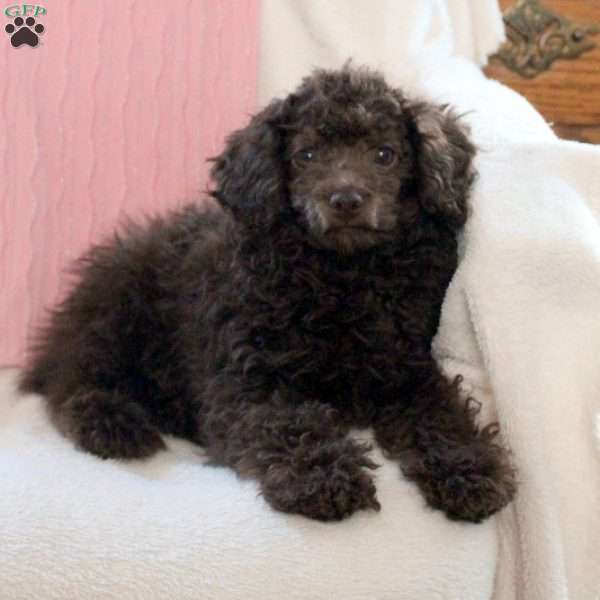Snickers, Toy Poodle Puppy