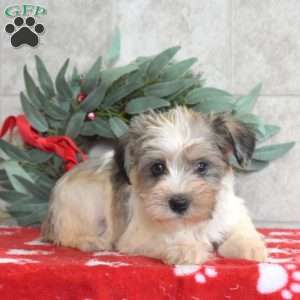 Miniature Schnauzer Puppies for Sale | Greenfield Puppies