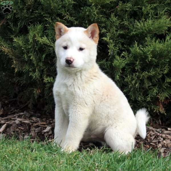 Snowball, Shiba Inu Mix Puppy