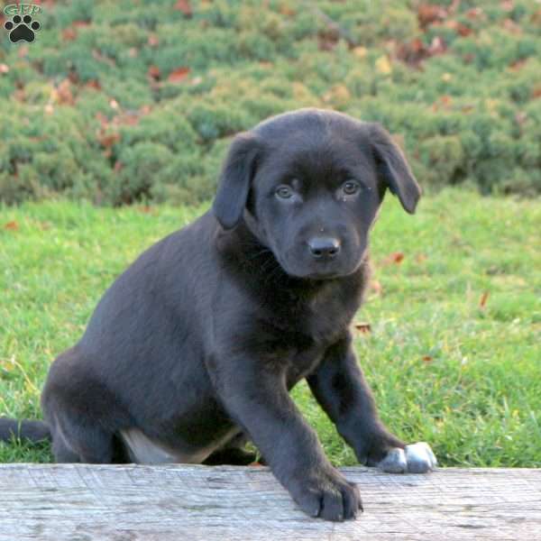 Sondra, Labrador Mix Puppy
