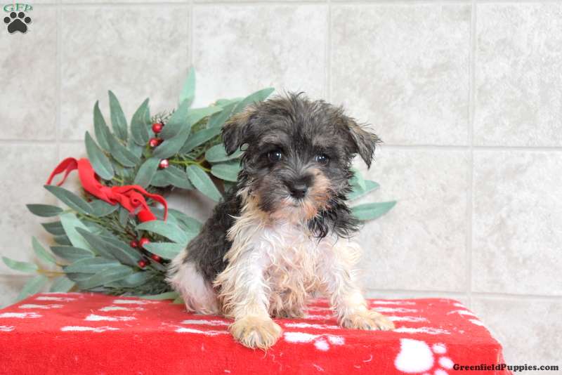 Sophie - Miniature Schnauzer Puppy For Sale in Pennsylvania