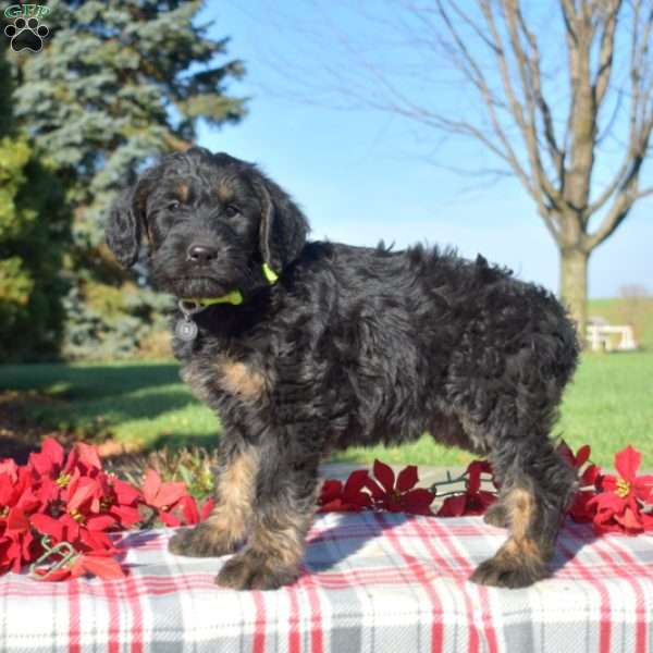 Sparkles, Standard Poodle Mix Puppy