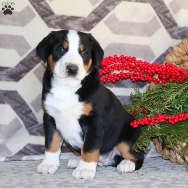 Special, Greater Swiss Mountain Dog Puppy