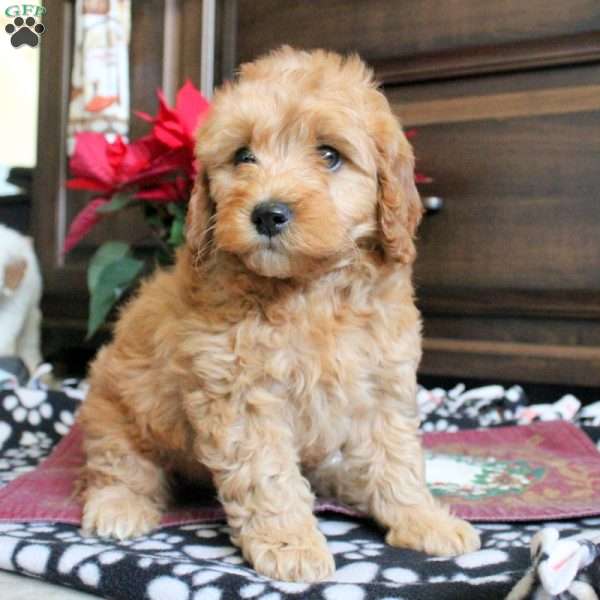 Stan, Miniature Poodle Puppy