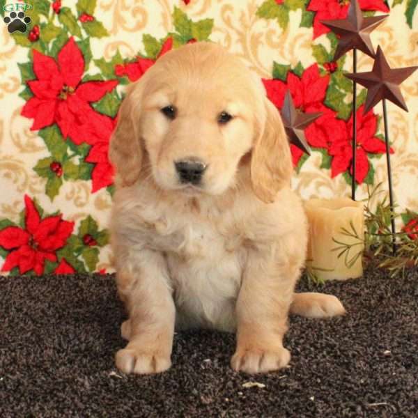 Star, Golden Retriever Puppy