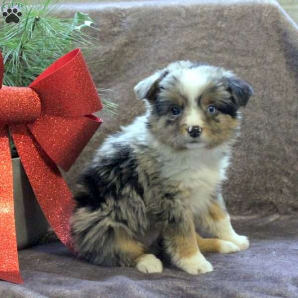 Stella, Miniature Australian Shepherd Puppy