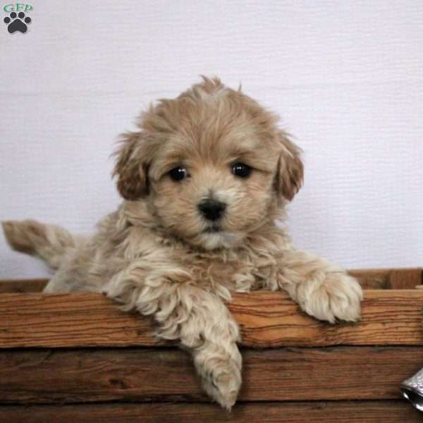 Stella, Maltipoo Puppy