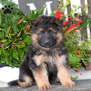 German Shepherd Puppies For Sale - Greenfield Puppies