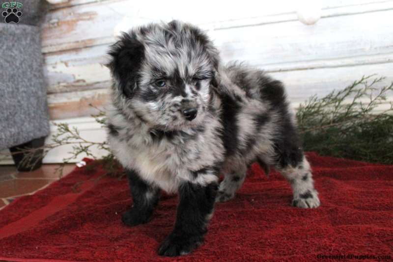 Sully - Mini Aussiedoodle Puppy For Sale in Pennsylvania