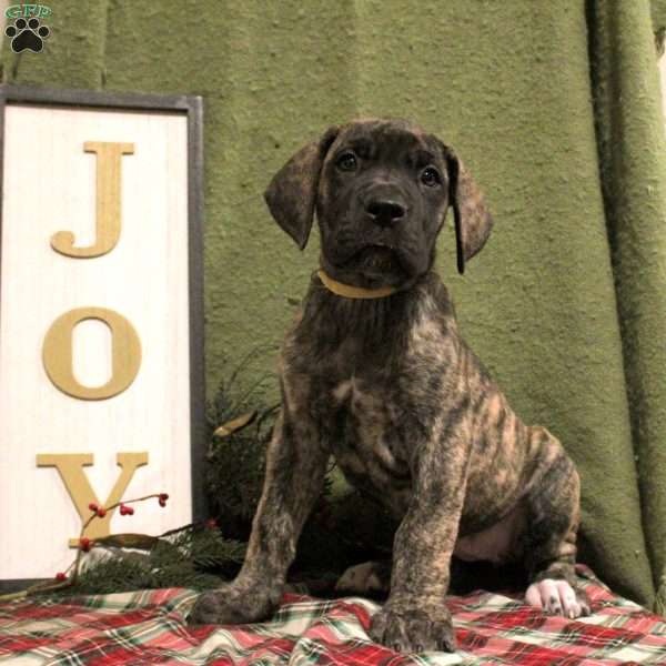 Sunny, Great Dane Puppy