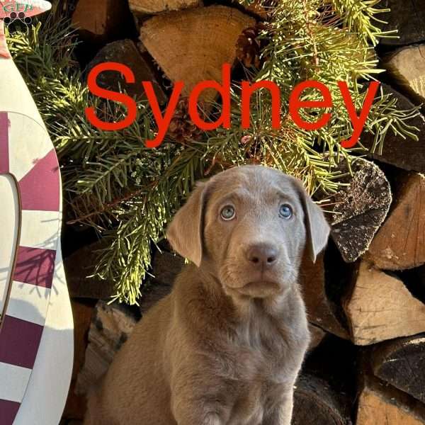 Sydney, Silver Labrador Retriever Puppy