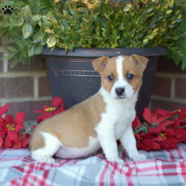 Taffy, Jack Russell Mix Puppy