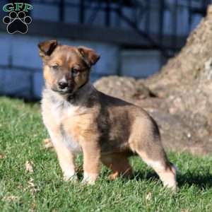 Sheltie cattle dog store mix