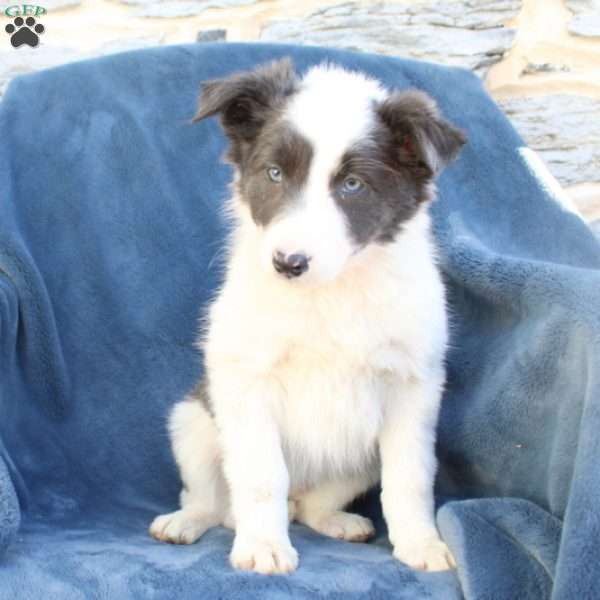 Tammy, Border Collie Puppy