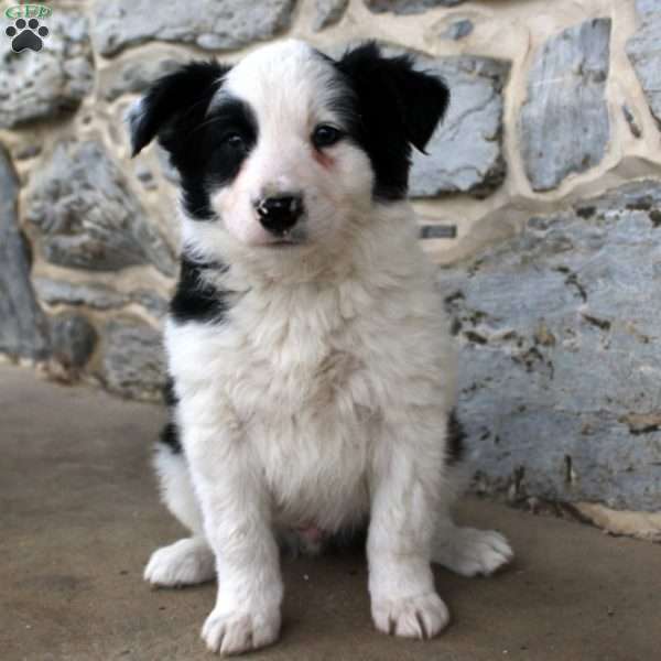 Tanner, Border Collie Puppy