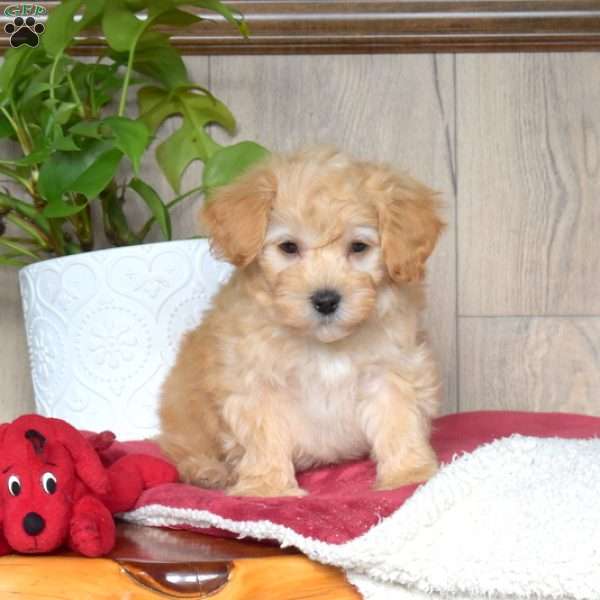 Teddy, Maltipoo Puppy