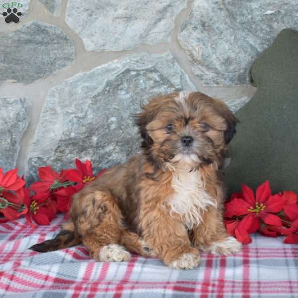 Teddy, Shih Tzu Puppy