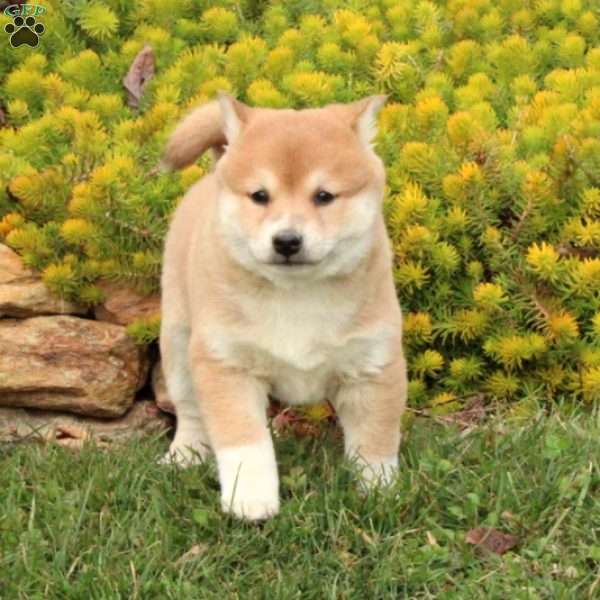 Greenfield puppies cheap shiba inu